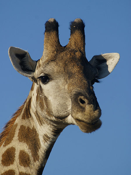 giraffe