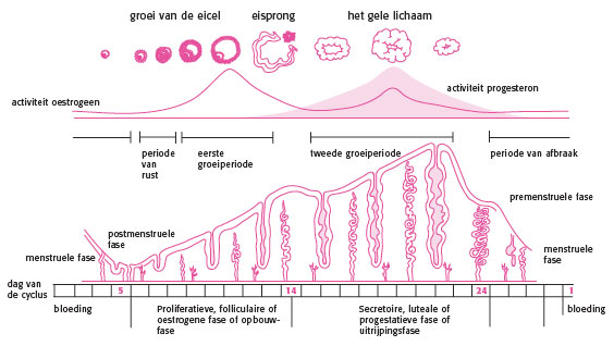 Verfijning Vervelend Sijpelen Samenlevende vrouwen stellen hun menstruatiecyclus op elkaar af –  Meesterbrein