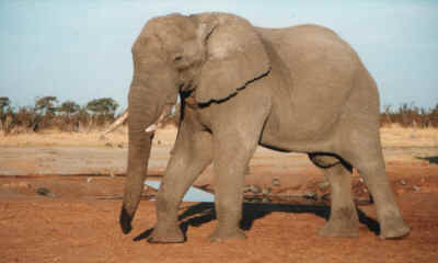 olifant